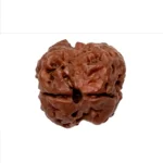 2 Mukhi Rudraksha